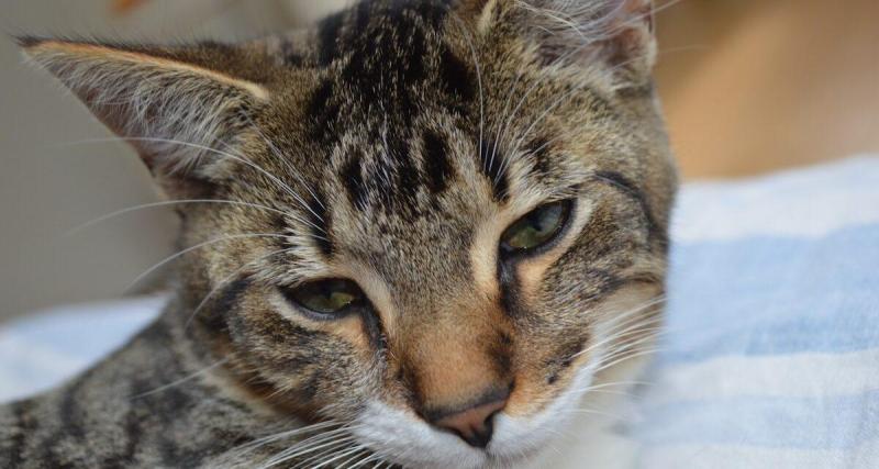 Leur chat s'enfuit, cette famille bloquée sur une aire d'autoroute depuis plus de 10 jours