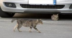 Coincé sous le châssis d’une voiture, un chaton survit à un voyage de 1 300 km