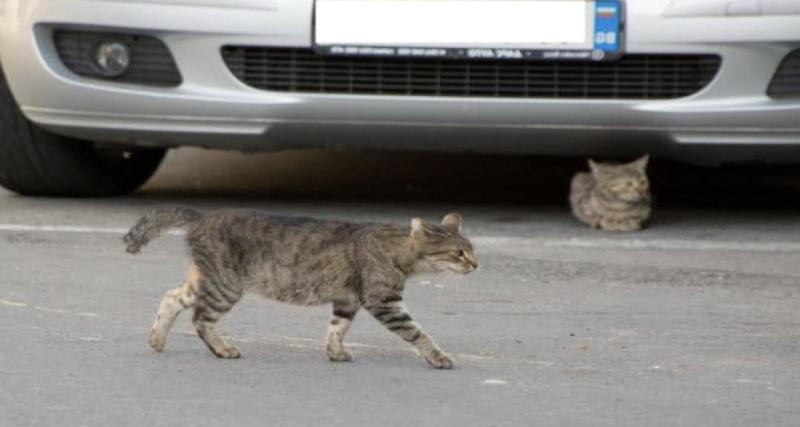 Coincé sous le châssis d’une voiture, un chaton survit à un voyage de 1 300 km