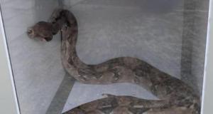 Il ouvre son capot pour changer sa batterie et tombe sur un boa constrictor d'1m50 : la scène incroyable qui a mobilisé 5 pompiers