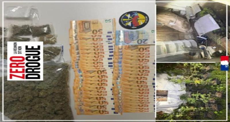 Le conducteur passe le test salivaire haut la main… mais les gendarmes et leur chien renifleur ont quand même trouvé sa plantation de cannabis chez lui