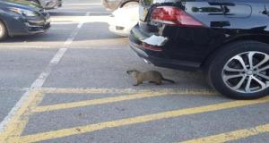 Une marmotte grimpe et s’endort dans un véhicule, elle se réveille à plus de 100 km totalement désorientée
