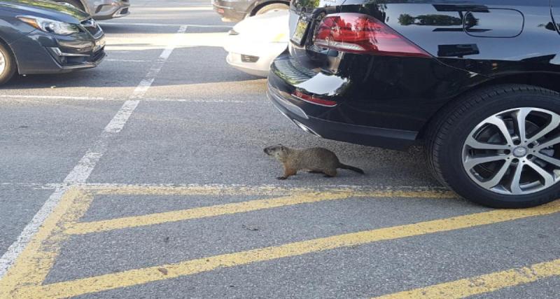  - Une marmotte grimpe et s’endort dans un véhicule, elle se réveille à plus de 100 km totalement désorientée