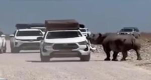 Attaqué par un rhinocéros de 2,5 tonnes, ce conducteur a eu la pire réaction possible