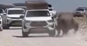 Ils pensaient être à l’abri dans un 4x4 : un rhinocéros s'en prend violemment au véhicule
