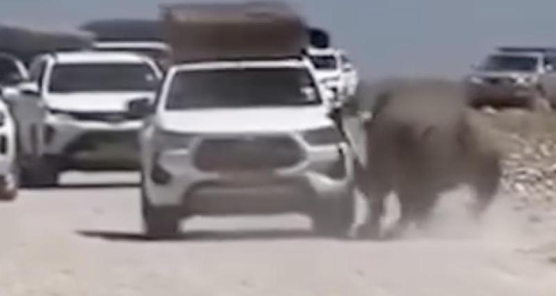 Ils pensaient être à l’abri dans un 4x4 : un rhinocéros s'en prend violemment au véhicule