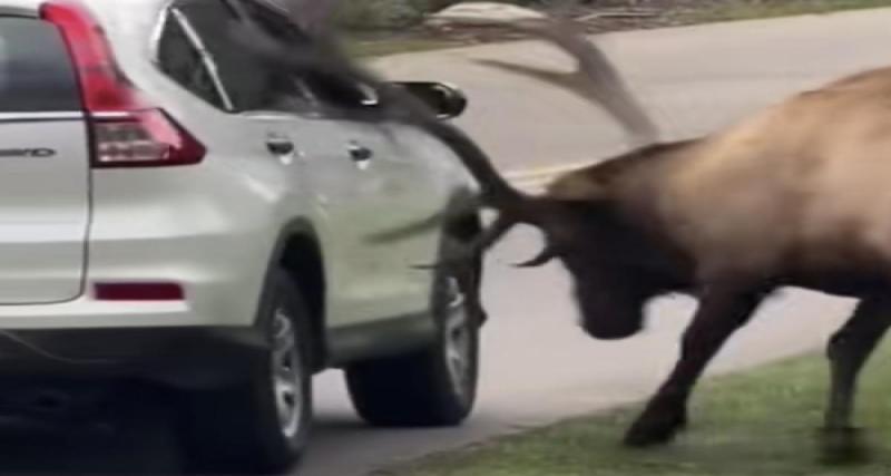 Un énorme wapiti charge une voiture et fracasse la vitre d’un violent coup