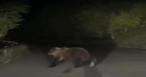 Un ours surprit dans les phares d’une voiture dans les Pyrénées, le conducteur ne s’attendait pas à cela