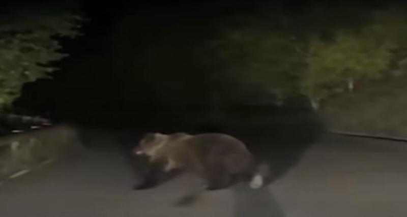 Un ours surprit dans les phares d’une voiture dans les Pyrénées, le conducteur ne s’attendait pas à cela