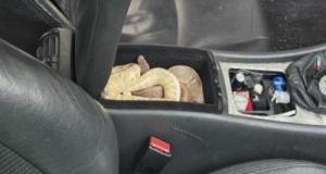 Contrôlé en état d’ivresse : un conducteur cachait des serpents, des rongeurs et un poisson rouge dans son véhicule