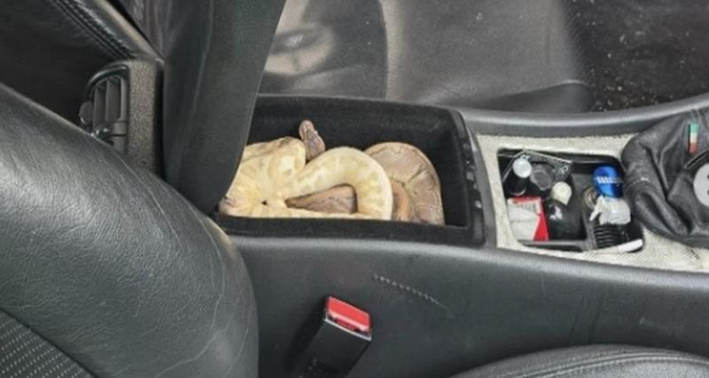 Contrôlé en état d’ivresse : un conducteur cachait des serpents, des rongeurs et un poisson rouge dans son véhicule
