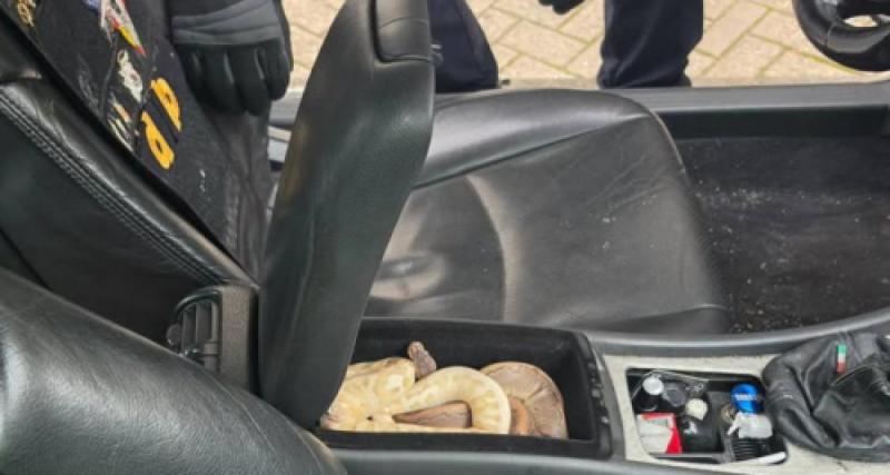 D'abord des souris, puis un poisson rouge, puis… deux pythons : le coffre de cet automobiliste ivre cachait bien des secrets