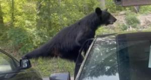 Un ours noir s’enferme dans une voiture et ravage l’habitacle devant les propriétaires impuissants