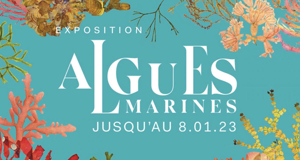 Les secrets des algues marines décryptés dans une expo géniale de l’Aquarium tropical à Paris