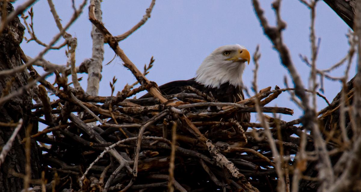 Vidéo : quand un aigle nous donne une leçon de paternité