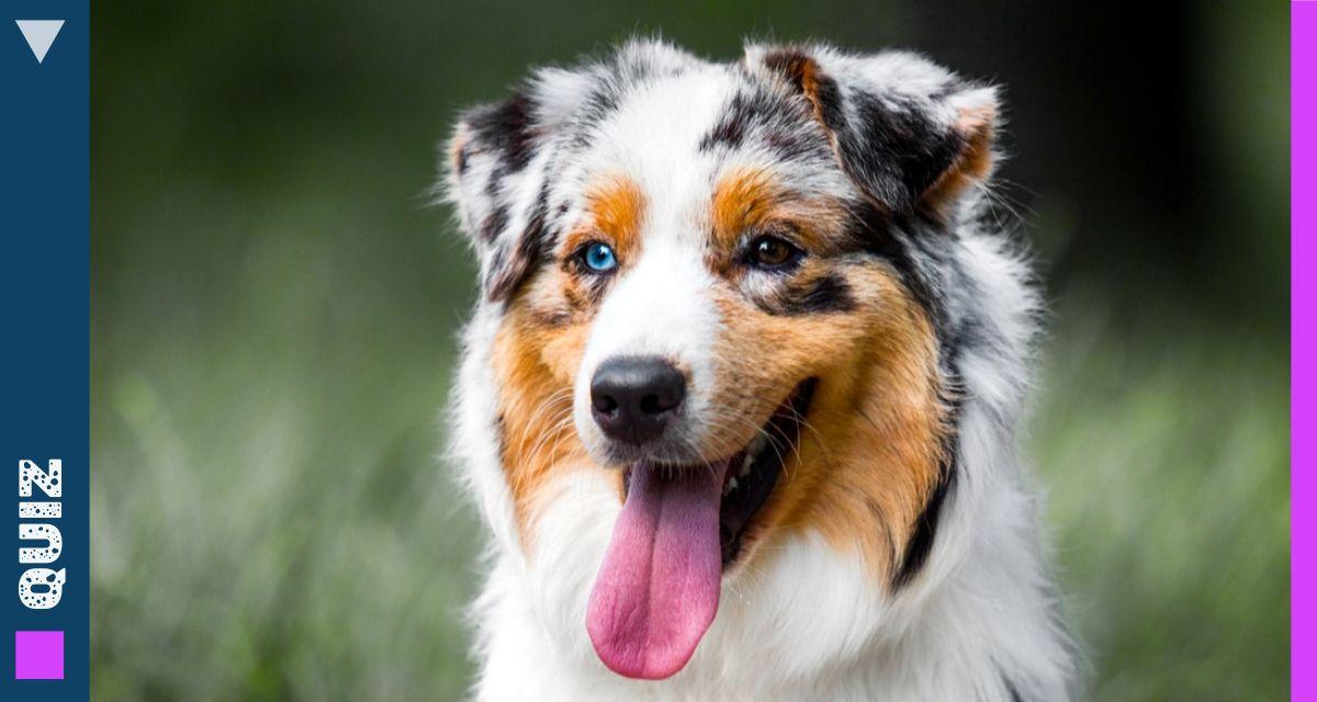 Quiz : Testez vous sur les animaux préférés des Français