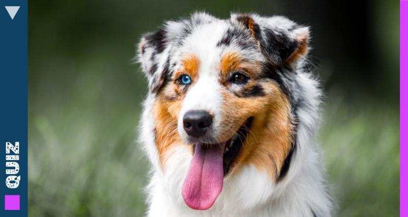  - Quiz : Testez vous sur les animaux préférés des Français