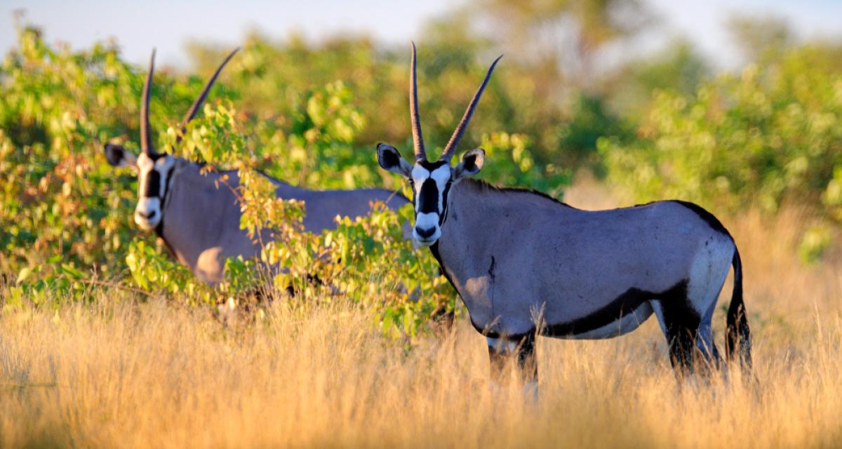 Les oryx, une sous-espèce de la famille des antilopes