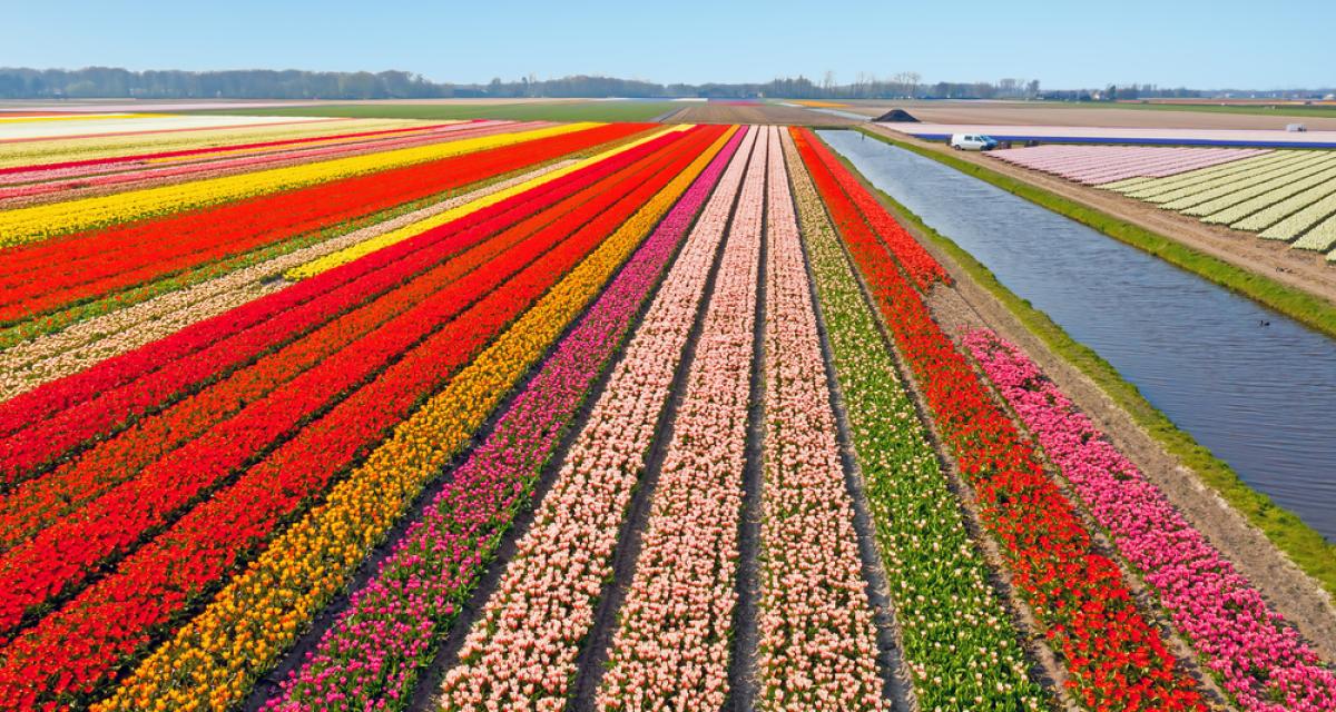 Champ de tulipes en fleurs aux Pays-Bas