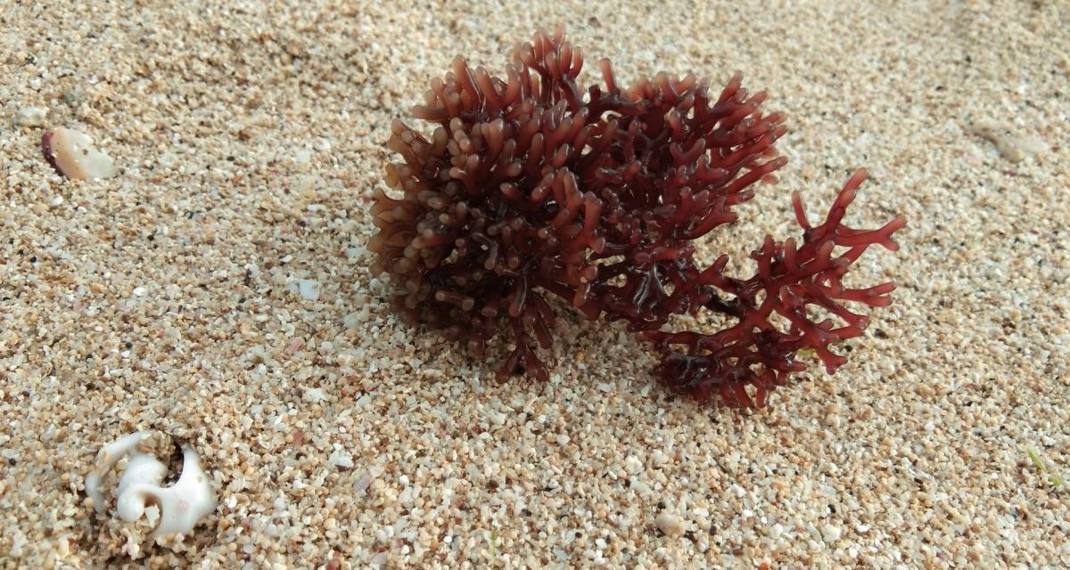 Le lithothamne, une algue rouge en eau de mer.