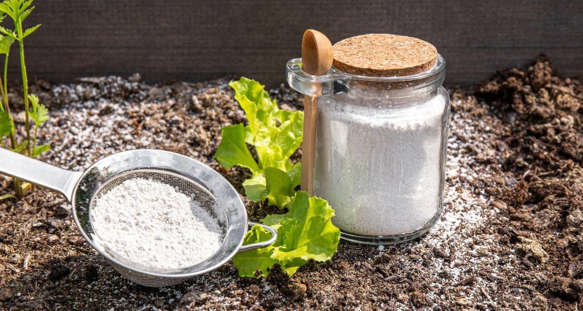 Poudre de terre de diatomée pour l'extérieur