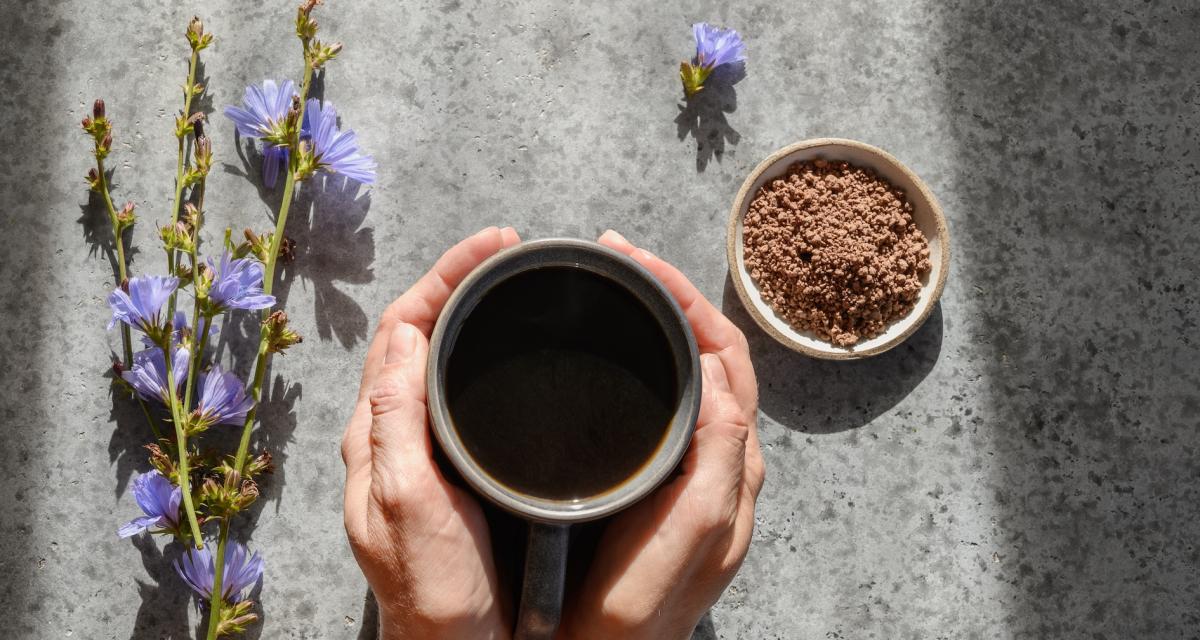 Une tasse de chicorée avec les grains de racines torréfiées et la plante Cichorium intybus.