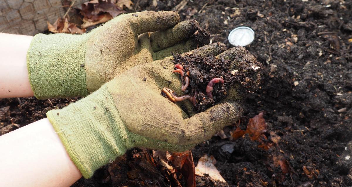 Une personne met les mains dans son compost, où des vers de terre fourmillent déjà.