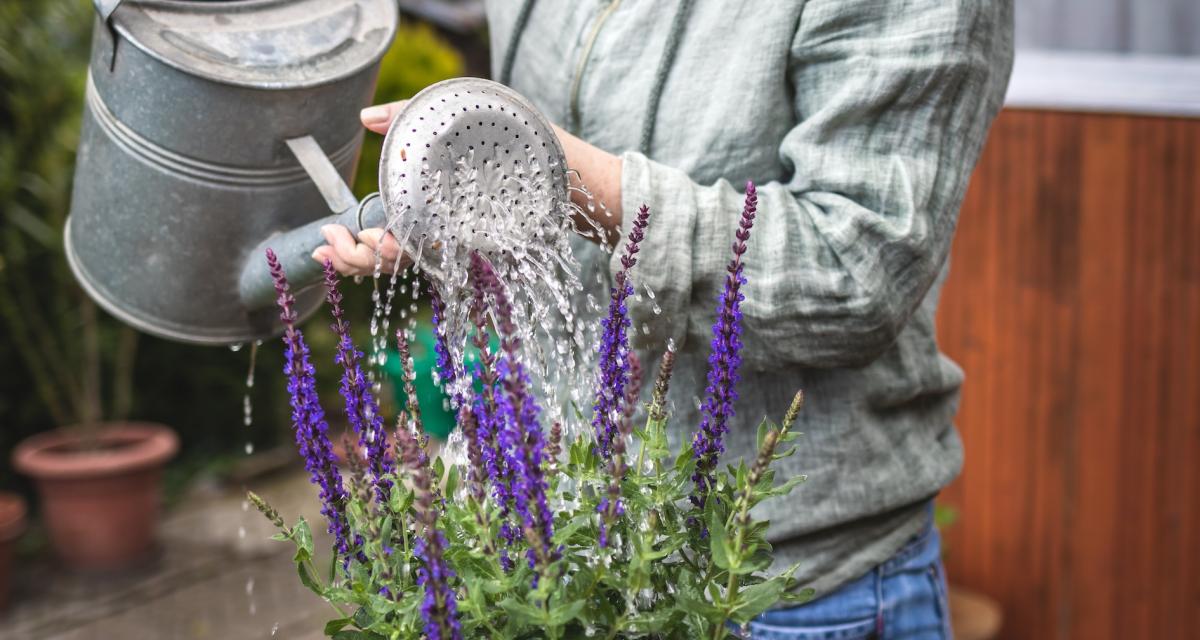 Une femme arrose un plant de sauge sur sa terrasse.