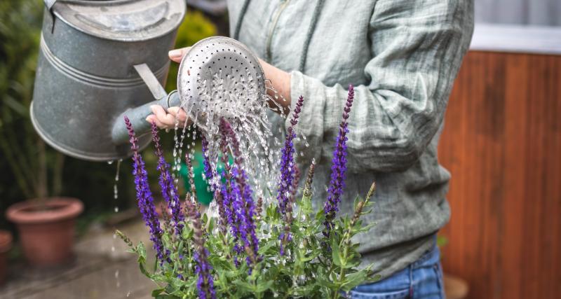  - Bouturer la sauge dans l’eau : 5 étapes faciles pour des plantes vigoureuses