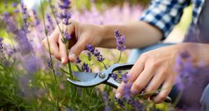 Médecine des plantes : une pratique ancestrale au service de votre bien-être