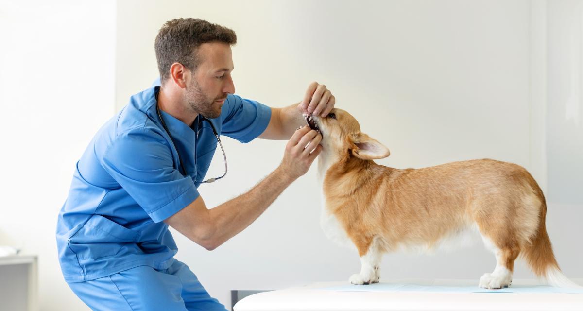 Un vétérinaire vérifie la dentition d'un chien.