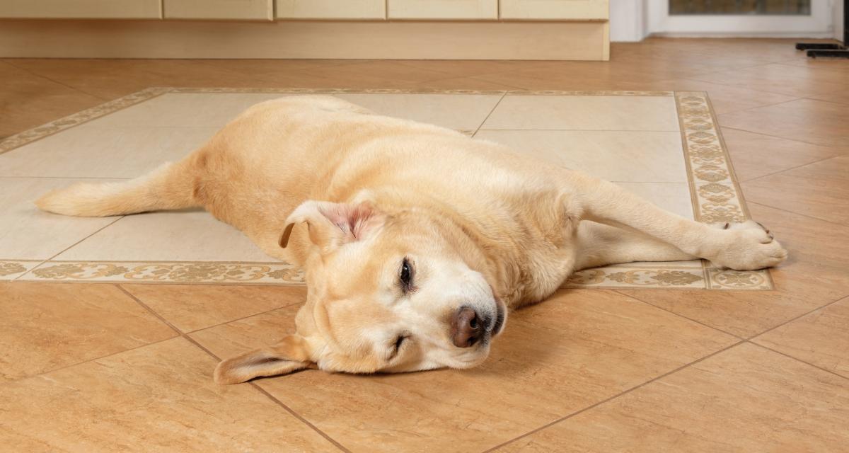 Ces aliments de fêtes sont toxiques pour vos animaux : ne leur en donnez jamais ! 