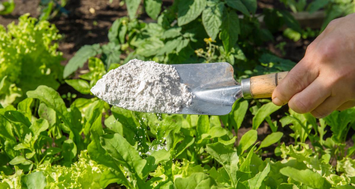 Un jardinier saupoudre sa salade de terre de diatomée pour repousser les insectes.