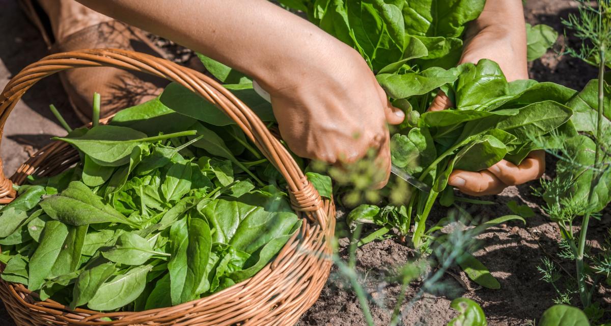 Récolte d'épinards frais, un aliment bon pour le foie.