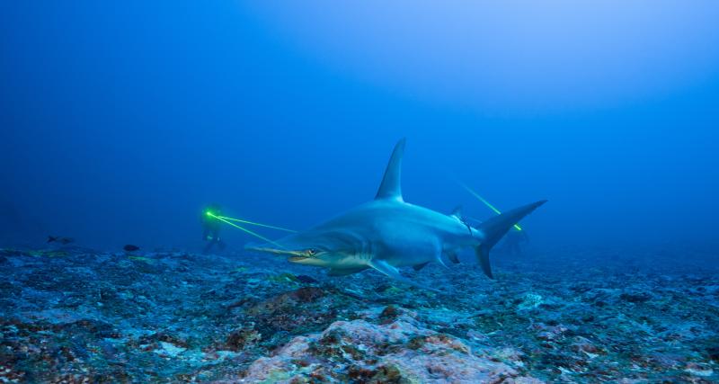 Blancpain Ocean Commitment : montrer la beauté du monde sous-marin, c’est inviter à le protéger - Laurent Ballesta, expédition Gombessa V 