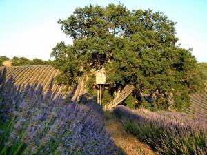 Un nid d'amour perché sur un arbre