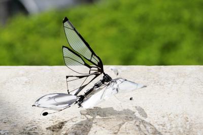 MetaFly | Nos photos du drone oiseau biomimétique par Bionic Bird